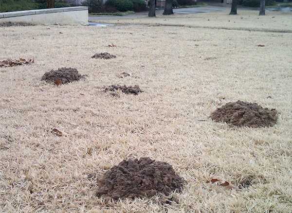 Dead grass with many holes from moles.